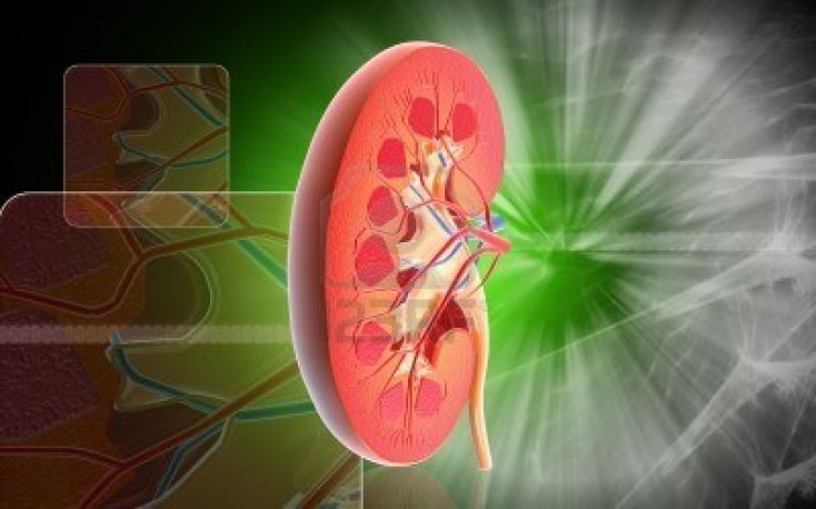 Пиелонефрит и цистит: можно ли с ними распрощаться? Пиелонефрит и цистит: можно ли с ними распрощаться?