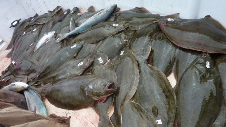 Восемь незаменимых продуктов для суперплоского живота