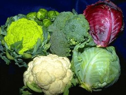 10 продуктов, которые должна включить в свое меню каждая женщина 10 продуктов, которые должна включить в свое меню каждая женщина