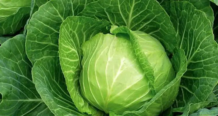 5 типів продуктів, які потрібно додати в свій раціон для захисту від раку